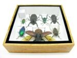 Echte exotische Insekten - Einzelstück - im 3D S-Schaukasten - Wandbild A-S-09 – Bild 11