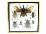 Echte exotische Insekten - Einzelstück - im 3D S-Schaukasten - Wandbild A-S-10 – Bild 2