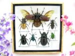 Echte exotische Insekten - Einzelstück - im 3D S-Schaukasten - Wandbild A-S-10