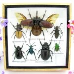 Echte exotische Insekten - Einzelstück - im 3D S-Schaukasten - Wandbild A-S-10