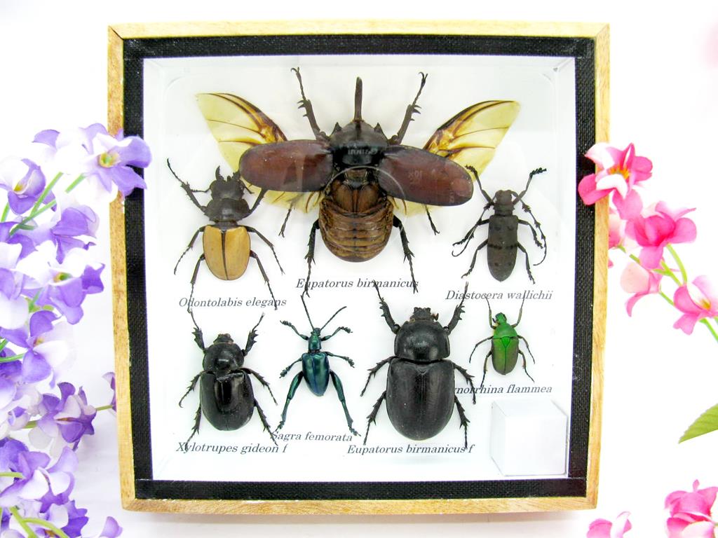 Wunderschöne, tropische und natürlich echte Insekten aus nachhaltiger Zucht im kleinen Schaukasten a-insekten-S-10-a