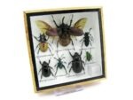 Echte exotische Insekten - Einzelstück - im 3D S-Schaukasten - Wandbild A-S-10 – Bild 3