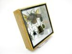 Echte exotische Insekten - Einzelstück - im 3D S-Schaukasten - Wandbild A-S-10 – Bild 4