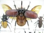 Echte exotische Insekten - Einzelstück - im 3D S-Schaukasten - Wandbild A-S-10 – Bild 5