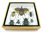 Echte exotische Insekten - Einzelstück - im 3D S-Schaukasten - Wandbild A-S-10 – Bild 6