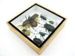 Echte exotische Insekten - Einzelstück - im 3D S-Schaukasten - Wandbild A-S-10 – Bild 7