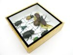 Echte exotische Insekten - Einzelstück - im 3D S-Schaukasten - Wandbild A-S-10 – Bild 8