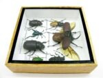 Echte exotische Insekten - Einzelstück - im 3D S-Schaukasten - Wandbild A-S-10 – Bild 9