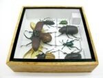 Echte exotische Insekten - Einzelstück - im 3D S-Schaukasten - Wandbild A-S-10 – Bild 10