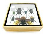 Echte exotische Insekten - Einzelstück - im 3D S-Schaukasten - Wandbild A-S-10 – Bild 11