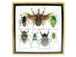 Echte exotische Insekten - Einzelstück - im 3D S-Schaukasten - Wandbild A-S-11 – Bild 2
