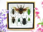Echte exotische Insekten - Einzelstück - im 3D S-Schaukasten - Wandbild A-S-11