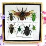 Echte exotische Insekten - Einzelstück - im 3D S-Schaukasten - Wandbild A-S-11