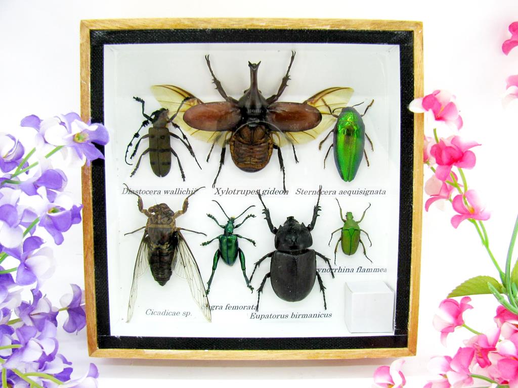 Wunderschöne, tropische und natürlich echte Insekten aus nachhaltiger Zucht im kleinen Schaukasten a-insekten-S-11-a