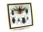 Echte exotische Insekten - Einzelstück - im 3D S-Schaukasten - Wandbild A-S-11 – Bild 3