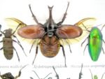 Echte exotische Insekten - Einzelstück - im 3D S-Schaukasten - Wandbild A-S-11 – Bild 5