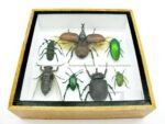 Echte exotische Insekten - Einzelstück - im 3D S-Schaukasten - Wandbild A-S-11 – Bild 6