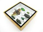 Echte exotische Insekten - Einzelstück - im 3D S-Schaukasten - Wandbild A-S-11 – Bild 7
