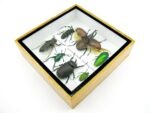 Echte exotische Insekten - Einzelstück - im 3D S-Schaukasten - Wandbild A-S-11 – Bild 8