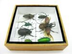 Echte exotische Insekten - Einzelstück - im 3D S-Schaukasten - Wandbild A-S-11 – Bild 9