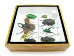 Echte exotische Insekten - Einzelstück - im 3D S-Schaukasten - Wandbild A-S-11 – Bild 10