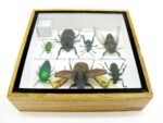 Echte exotische Insekten - Einzelstück - im 3D S-Schaukasten - Wandbild A-S-11 – Bild 11