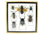 Echte exotische Insekten - Einzelstück - im 3D S-Schaukasten - Wandbild A-S-12 – Bild 2