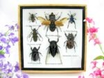 Echte exotische Insekten - Einzelstück - im 3D S-Schaukasten - Wandbild A-S-12