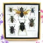 Echte exotische Insekten - Einzelstück - im 3D S-Schaukasten - Wandbild A-S-12
