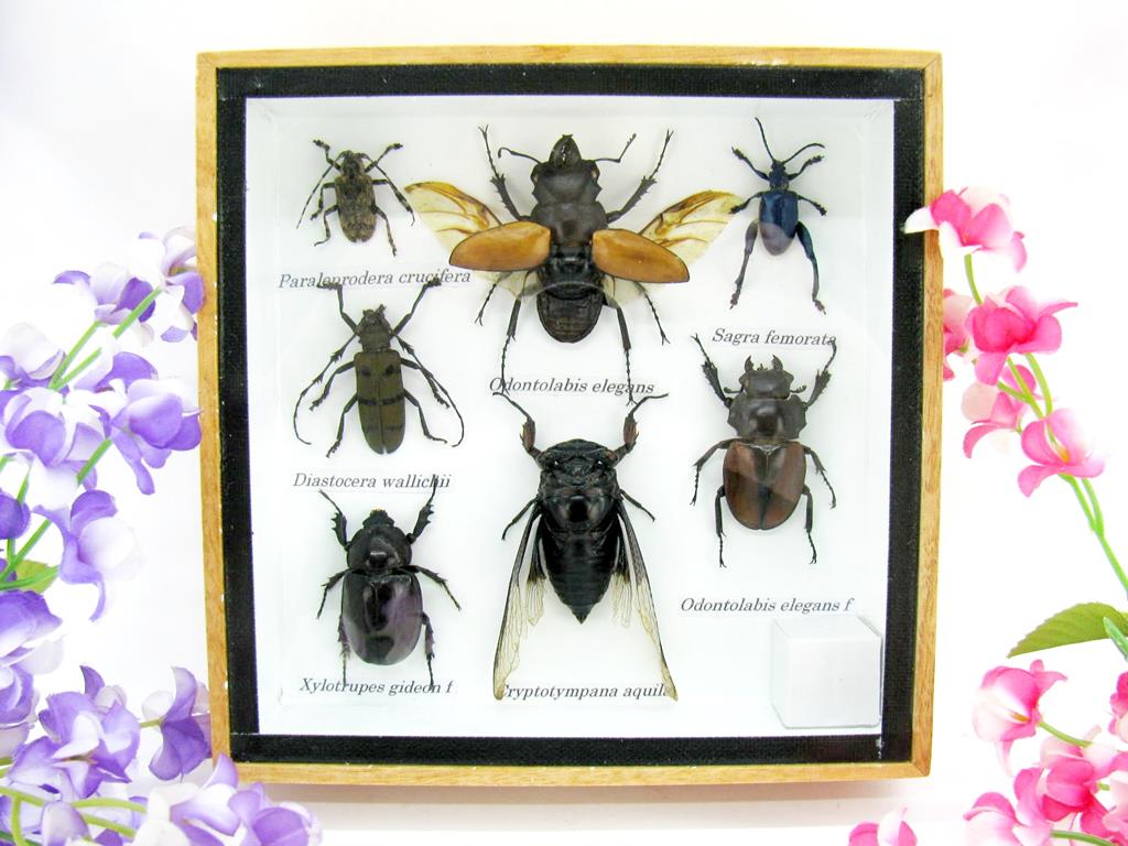 Wunderschöne, tropische und natürlich echte Insekten aus nachhaltiger Zucht im kleinen Schaukasten a-insekten-S-12-a