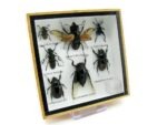 Echte exotische Insekten - Einzelstück - im 3D S-Schaukasten - Wandbild A-S-12 – Bild 3