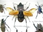 Echte exotische Insekten - Einzelstück - im 3D S-Schaukasten - Wandbild A-S-12 – Bild 5