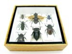 Echte exotische Insekten - Einzelstück - im 3D S-Schaukasten - Wandbild A-S-12 – Bild 6