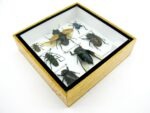 Echte exotische Insekten - Einzelstück - im 3D S-Schaukasten - Wandbild A-S-12 – Bild 7