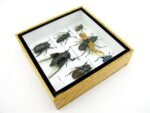 Echte exotische Insekten - Einzelstück - im 3D S-Schaukasten - Wandbild A-S-12 – Bild 8