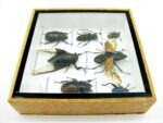 Echte exotische Insekten - Einzelstück - im 3D S-Schaukasten - Wandbild A-S-12 – Bild 9