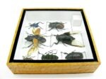 Echte exotische Insekten - Einzelstück - im 3D S-Schaukasten - Wandbild A-S-12 – Bild 10