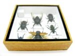 Echte exotische Insekten - Einzelstück - im 3D S-Schaukasten - Wandbild A-S-12 – Bild 11