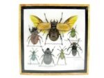 Echte exotische Insekten - Einzelstück - im 3D S-Schaukasten - Wandbild A-S-13 – Bild 2