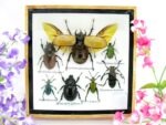 Echte exotische Insekten - Einzelstück - im 3D S-Schaukasten - Wandbild A-S-13