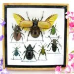 Echte exotische Insekten - Einzelstück - im 3D S-Schaukasten - Wandbild A-S-13