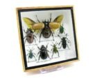 Echte exotische Insekten - Einzelstück - im 3D S-Schaukasten - Wandbild A-S-13 – Bild 3