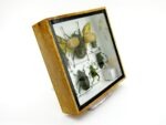 Echte exotische Insekten - Einzelstück - im 3D S-Schaukasten - Wandbild A-S-13 – Bild 4