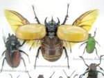 Echte exotische Insekten - Einzelstück - im 3D S-Schaukasten - Wandbild A-S-13 – Bild 5