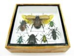 Echte exotische Insekten - Einzelstück - im 3D S-Schaukasten - Wandbild A-S-13 – Bild 6
