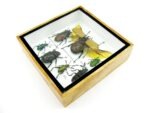 Echte exotische Insekten - Einzelstück - im 3D S-Schaukasten - Wandbild A-S-13 – Bild 8