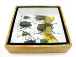 Echte exotische Insekten - Einzelstück - im 3D S-Schaukasten - Wandbild A-S-13 – Bild 9