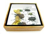 Echte exotische Insekten - Einzelstück - im 3D S-Schaukasten - Wandbild A-S-13 – Bild 10