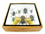 Echte exotische Insekten - Einzelstück - im 3D S-Schaukasten - Wandbild A-S-13 – Bild 11