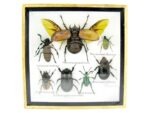 Echte exotische Insekten - Einzelstück - im 3D S-Schaukasten - Wandbild A-S-14 – Bild 2